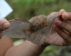 Clear-Winged Woolly Bat photo 2