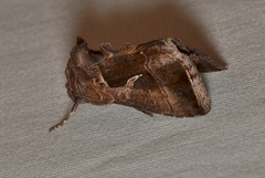 Chrysodeixis subsidens