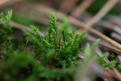 Aulacomnium androgynum