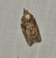 Thrincophora