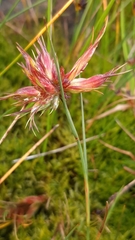 Juncus bulbosus