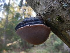 Phellinus