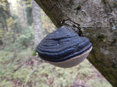 Phellinus
