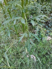 Bidens subalternans