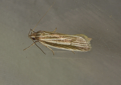 Eporycta chionaula