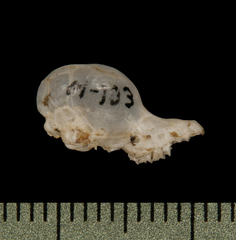 Clear-Winged Woolly Bat photo 3
