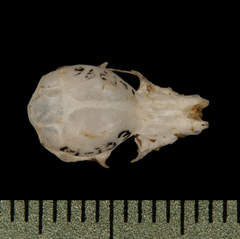 Clear-Winged Woolly Bat photo 4