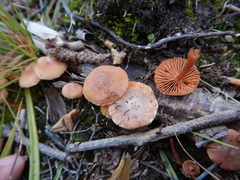Tubaria furfuracea