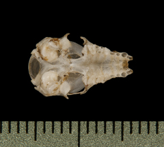 Clear-Winged Woolly Bat photo 5