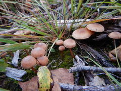 Tubaria furfuracea