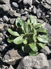 Eriogonum latifolium