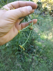 Bidens subalternans