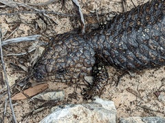 Tiliqua rugosa