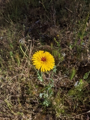 Reichardia tingitana