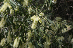 Melaleuca salicina