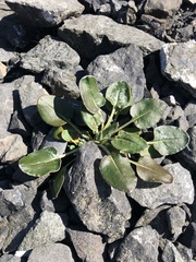 Eriogonum latifolium