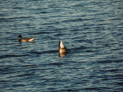 Branta bernicla