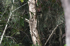 Melaleuca salicina