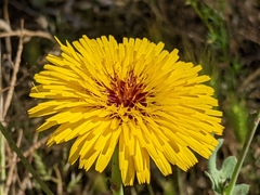 Reichardia tingitana