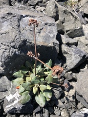 Eriogonum latifolium