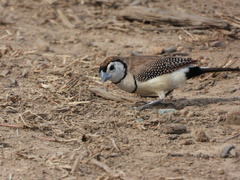 Stizoptera bichenovii
