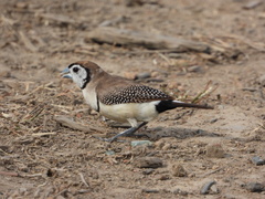 Stizoptera bichenovii