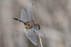 Dythemis fugax