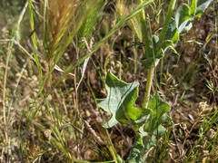 Reichardia tingitana