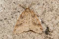 Pseudocoremia rudisata