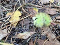 Calliteara pudibunda