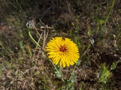 Reichardia tingitana
