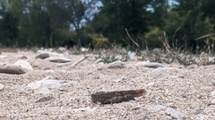 Dissosteira carolina