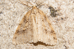 Pseudocoremia rudisata