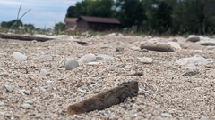 Dissosteira carolina