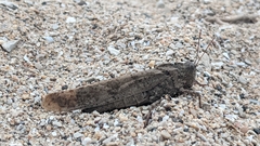 Dissosteira carolina