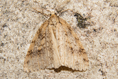 Pseudocoremia rudisata