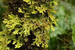 Pseudocyphellaria multifida