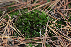 Aulacomnium androgynum