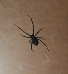 Latrodectus hesperus