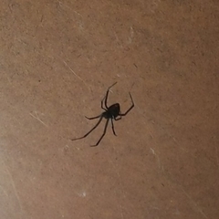 Latrodectus hesperus