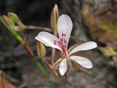 Pelargonium pinnatum