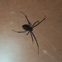 Latrodectus hesperus