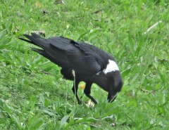 Corvus albicollis