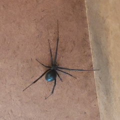 Latrodectus hesperus