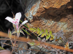 Pelargonium pinnatum
