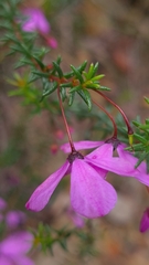 Tetratheca ericifolia