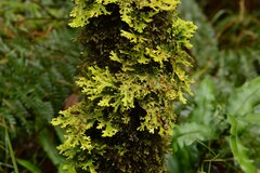 Pseudocyphellaria multifida
