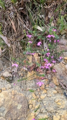 Tetratheca ericifolia