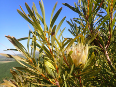 Protea repens