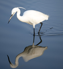 Egretta garzetta